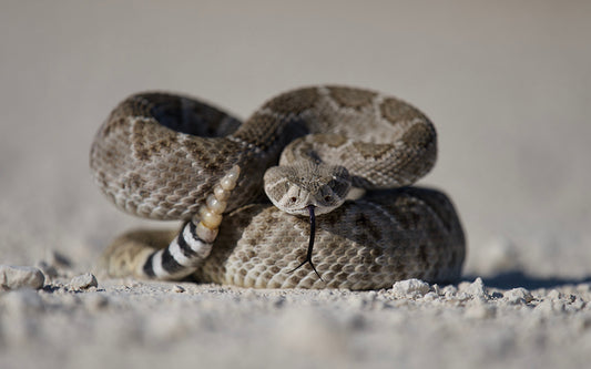 Beware of Post-mortem Rattlesnake Attacks