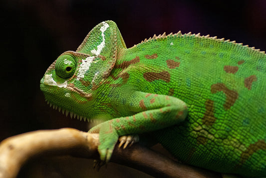 Five little secrets about chameleons