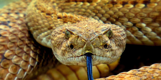 Do rattlesnakes lay eggs?