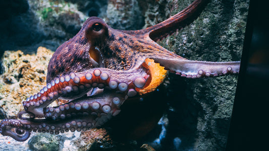 5 facts about octopus