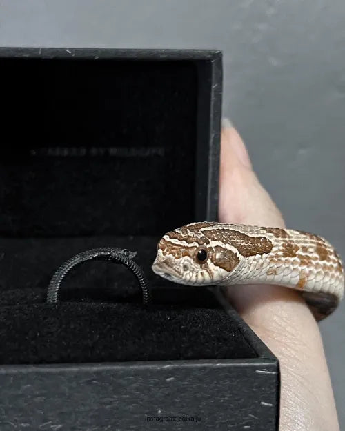 Hognose Snake Ring showcace 10 from Customers