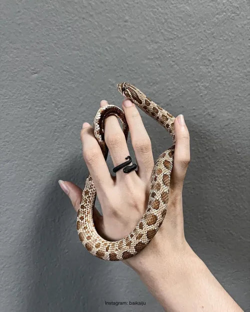 Hognose Snake Ring showcace 8 from Customers
