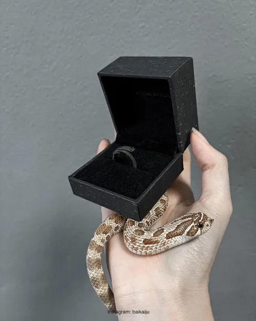 Hognose Snake Ring showcace 11 from Customers