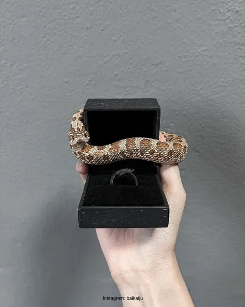 Hognose Snake Ring showcace 11 from Customers