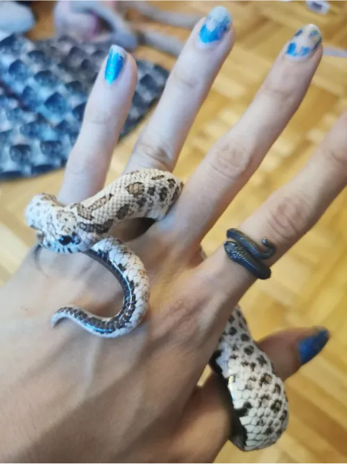 Hognose Snake Ring showcace 31 from Customers