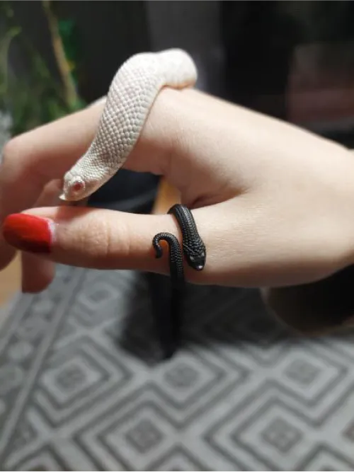Hognose Snake Ring showcace 18 from Customers